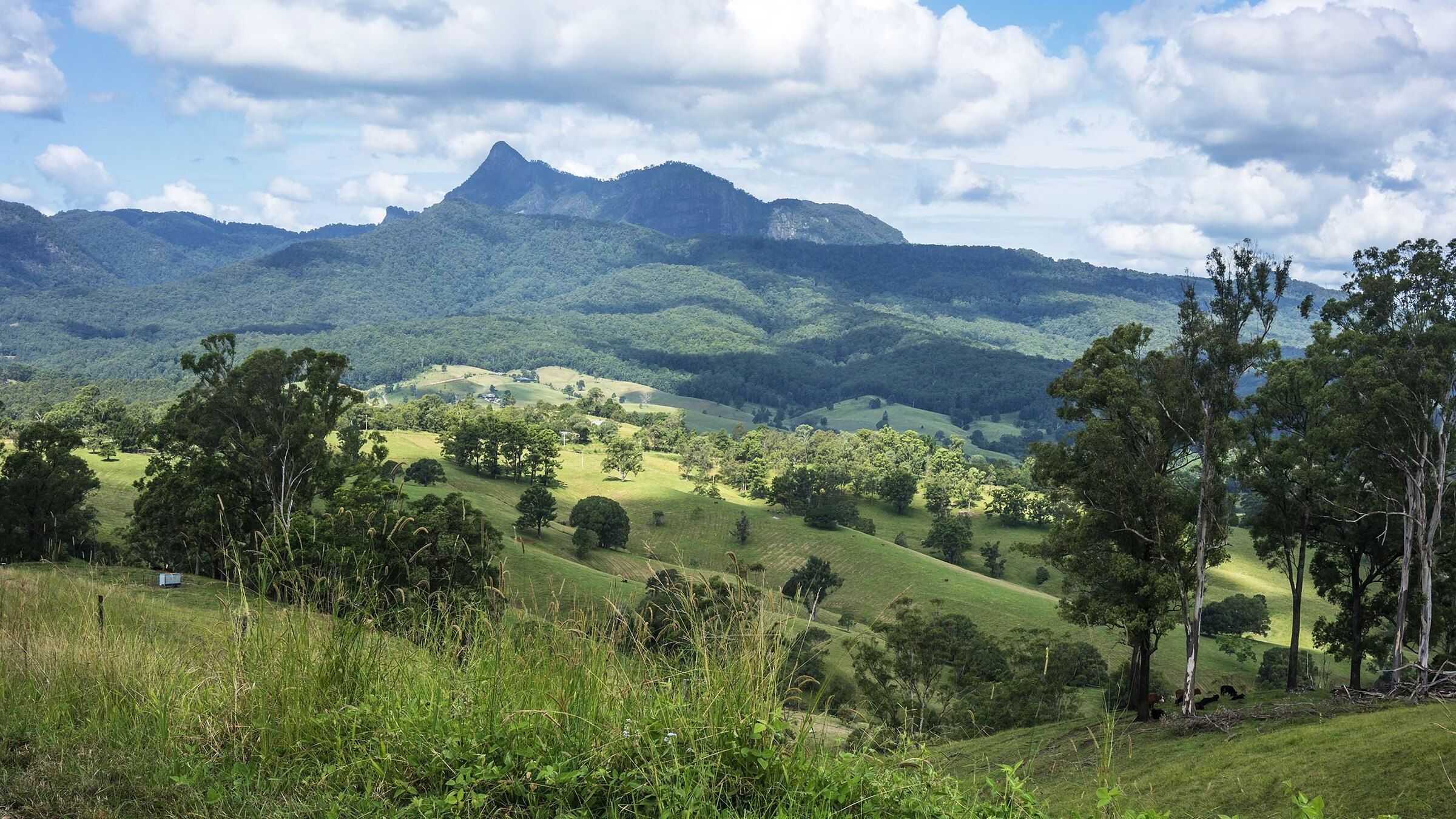 Wollumbin's peak above the forested caldera rim, green farm hills and scattered gums on the valley floor below