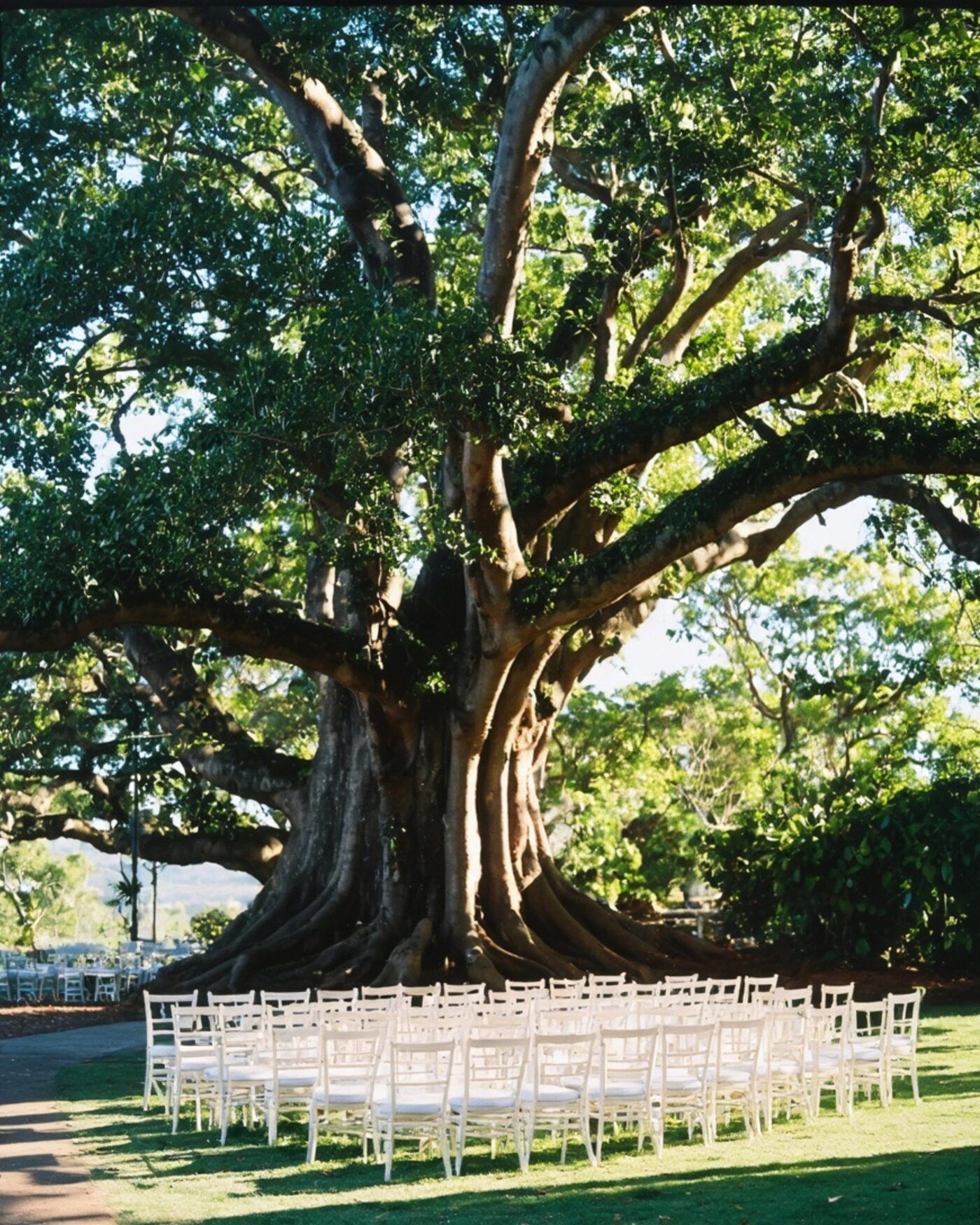 Rows of timber chairs set beneath a huge fig tree in the Byron hinterland