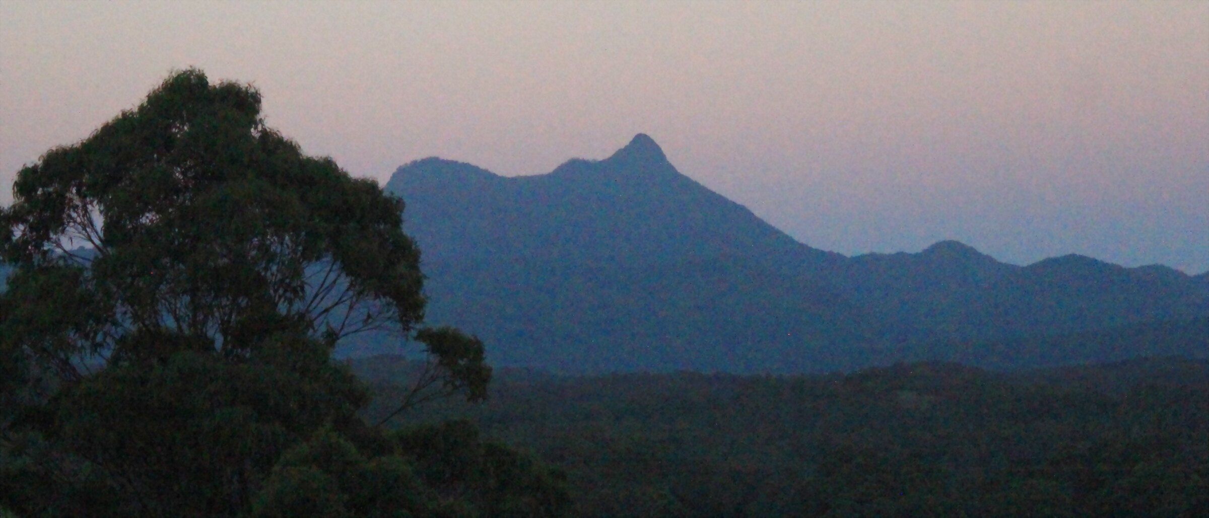 Wollumbin in silhouette at dusk against a pink and lavender sky, a gum tree in the foreground and forest below